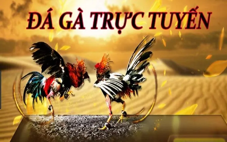 Hướng Dẫn Chơi Đá Gà WS168 Tại 98WIN Một Cách Chi Tiết