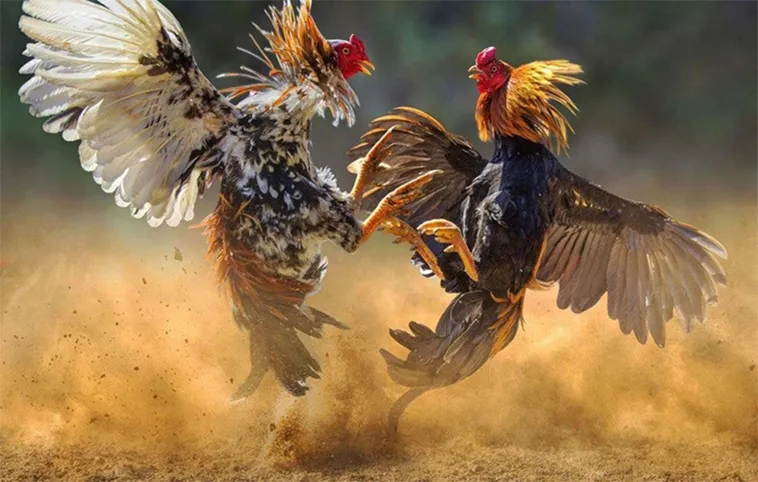 Hướng Dẫn Chơi Đá Gà WS168 Tại 98WIN Một Cách Chi Tiết
